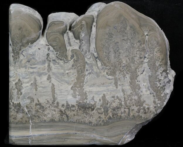 Triassic Aged Stromatolite Fossil - England #41092
